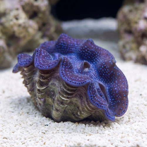 Crocea Clam: Aquacultured