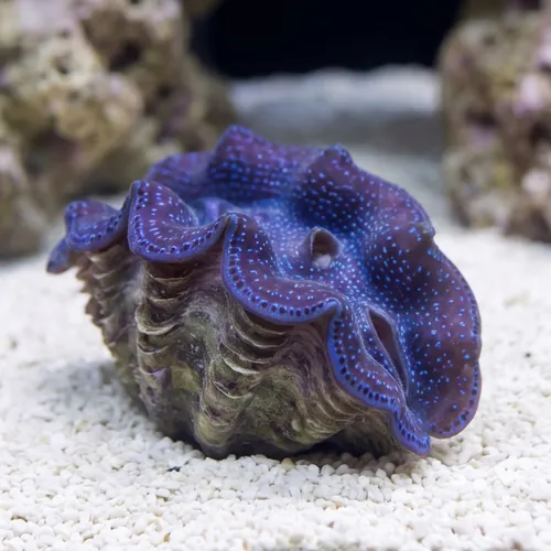 Crocea Clam - Aquacultured