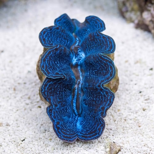 Crocea Clam: 1st Grade - Aquacultured