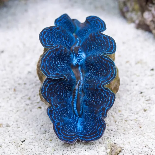 Crocea Clam: 1st Grade - Aquacultured