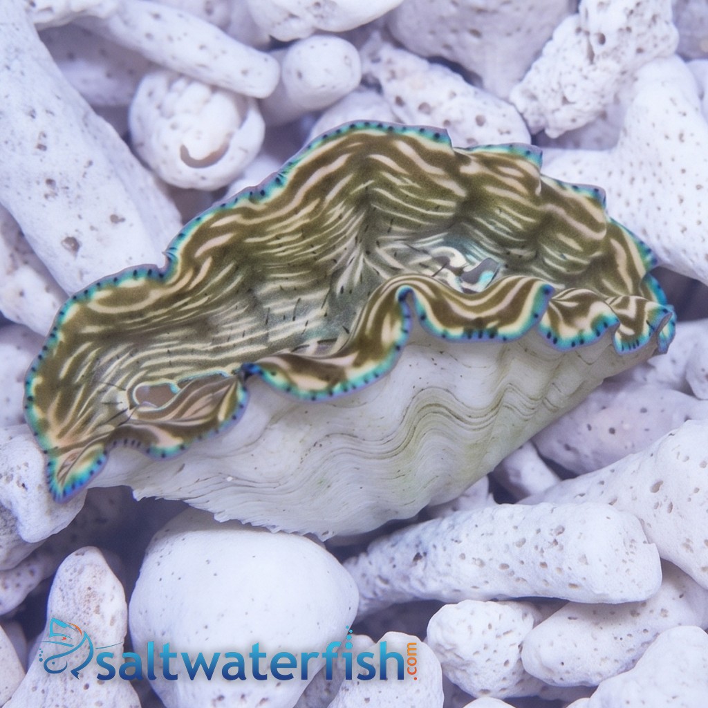 Derasa Clam: Striped w/ Blue Rim - Aquacultured
