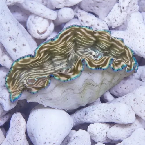 Derasa Clam: Striped w/ Blue Rim - Aquacultured