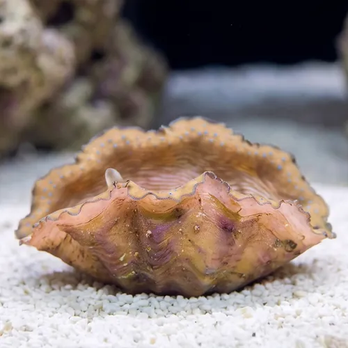 Tridacna Gigas Clam - Aquacultured