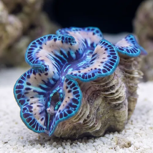 Maxima Clam: Ultra Grade