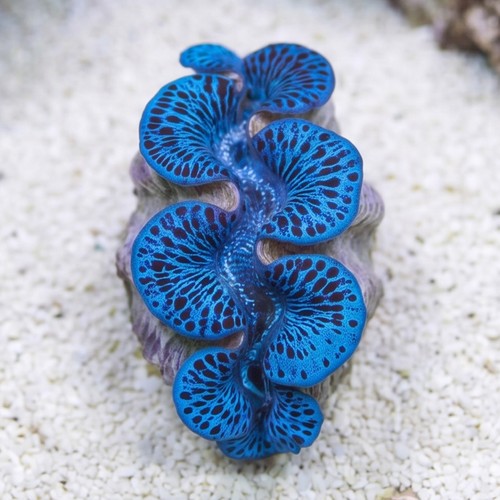 Maxima Blue/Turquoise Tiger Striped Ultra - Aquacultured