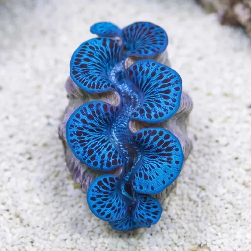 Maxima Blue/Turquoise Tiger Striped Ultra - Aquacultured