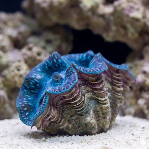 Maxima Clam: Super Color - Fiji
