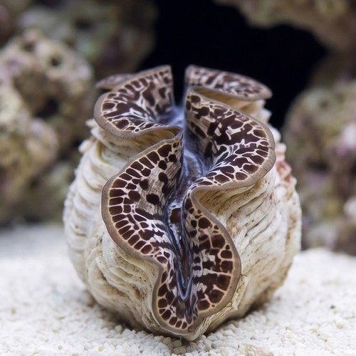 Maxima Clam: Gold - Central Pacific