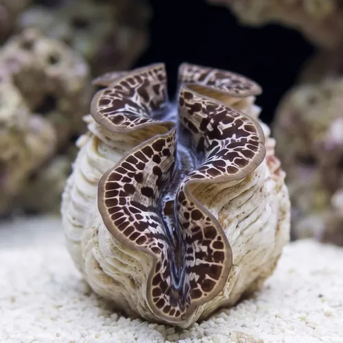 Maxima Clam: Gold