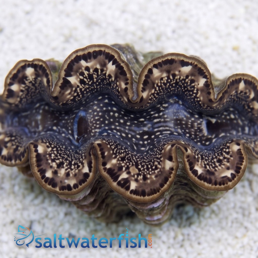 Maxima Clam : Gold - Aquacultured
