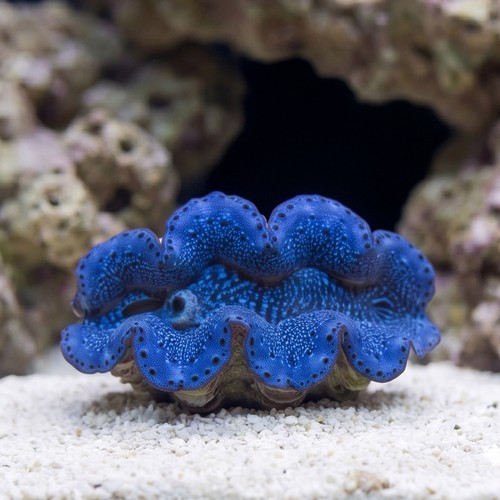 Maxima Clam Turquoise - 1st Grade - Indo Pacific