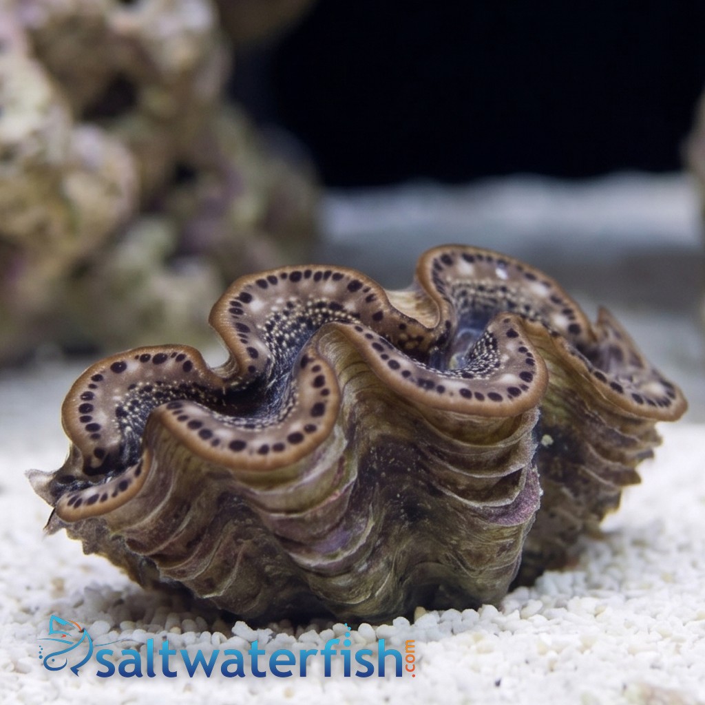 Maxima Clam Gold - Caribbean