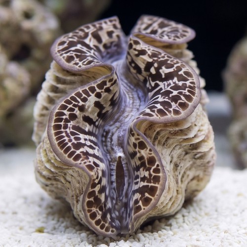 Maxima Clam Gold - Caribbean