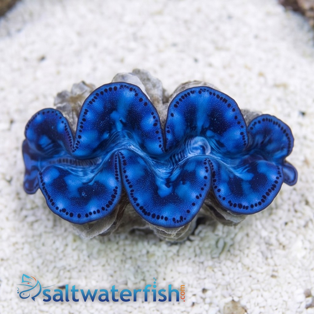 Maxima Clam - Aquacultured