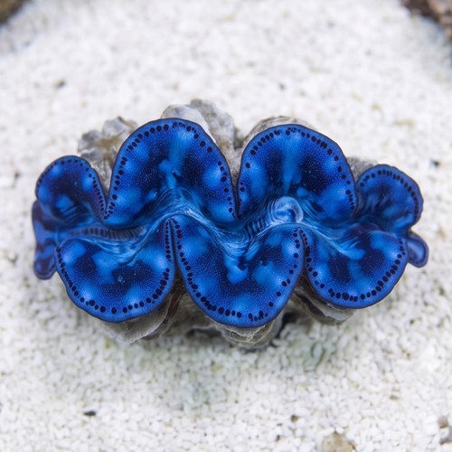 Maxima Clam - Australia