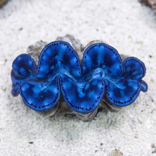 Maxima Clam - Aquacultured