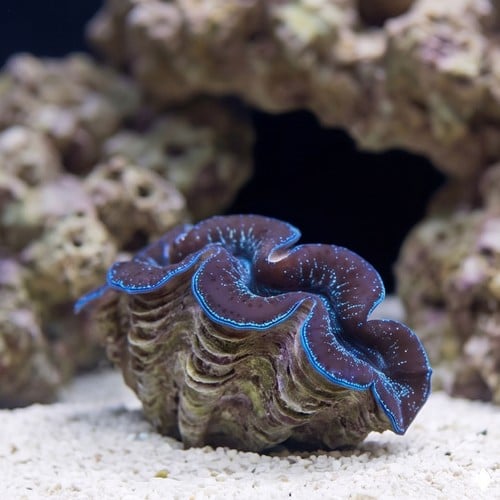 Maxima Clam 1st Grade Blue/Purple - South Pacific