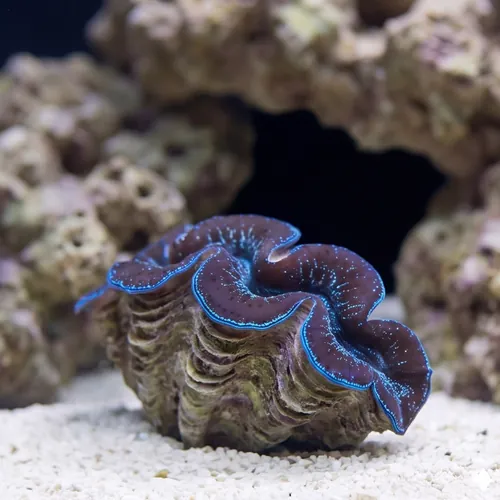 Maxima Clam 1st Grade Blue/Purple - Aquacultured