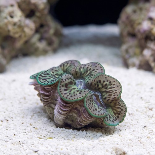 Maxima Clam Tiger Ultra - South Pacific