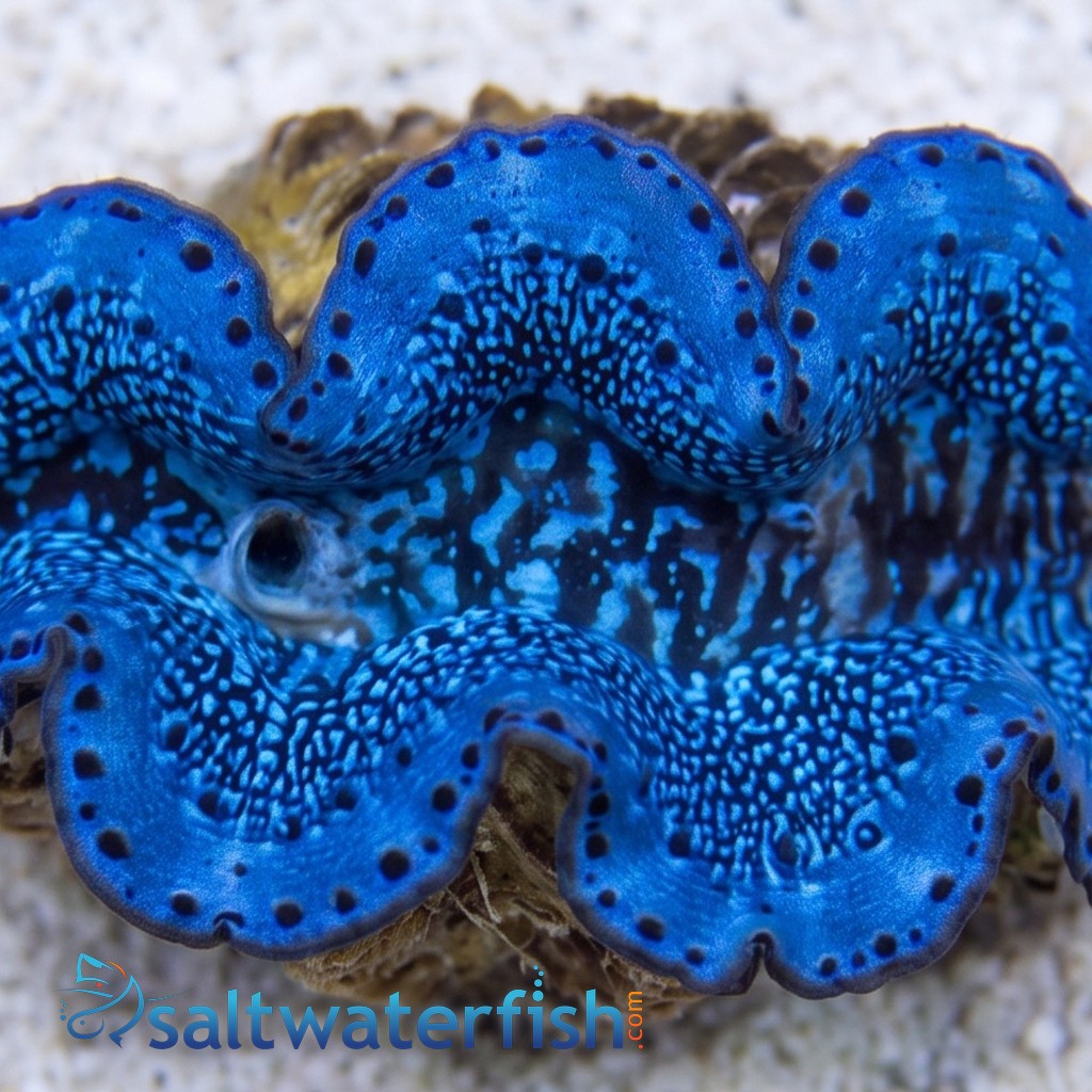Maxima Clam: Turquoise : 1st Grade Fiji - Aquacultured