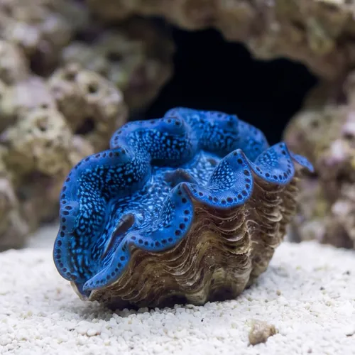 Maxima Clam: Turquoise : 1st Grade Fiji - Aquacultured