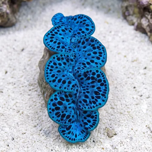 Maxima Clam: Blue/Turquoise Spotted Ultra
