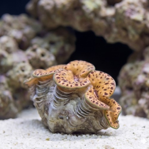 Maxima Clam : Gold Premium - South Pacific