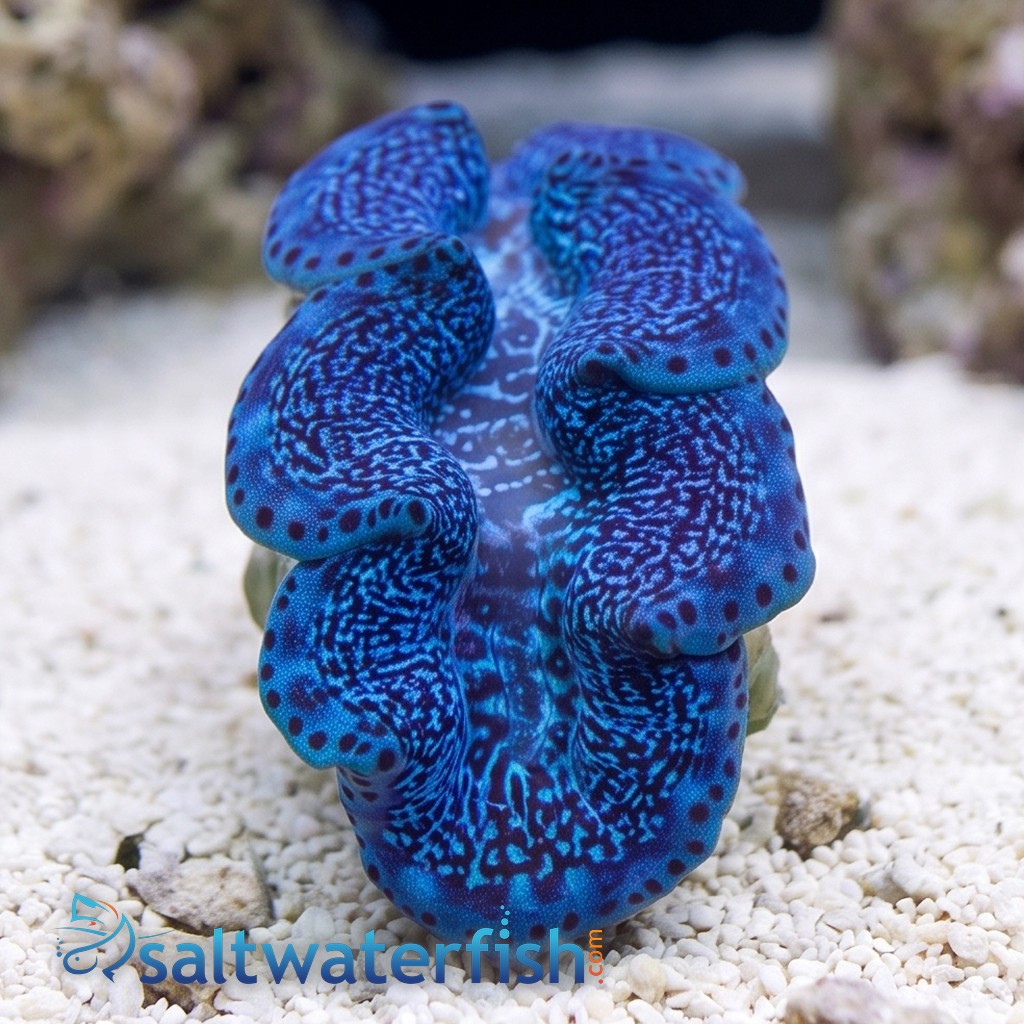 気まぐれSALE マーメイドShellカクテルクラッシュBlue Maxima Clam : Blue/Turquoise Ultra - Aquacultured - Clams