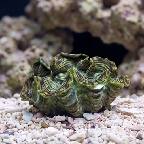 Squamosa Clam - Aquacultured