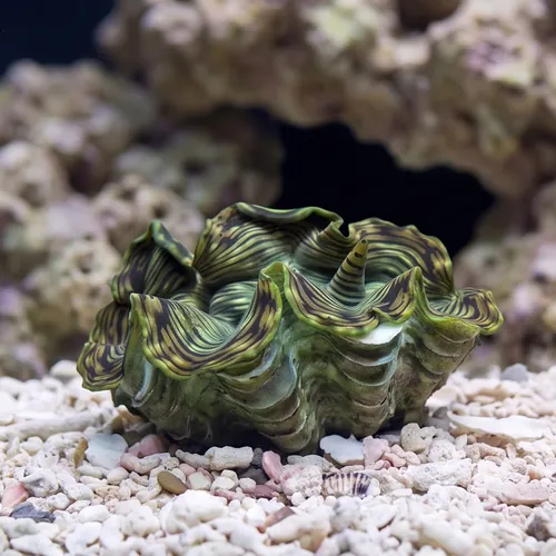 Squamosa Clam - Aquacultured
