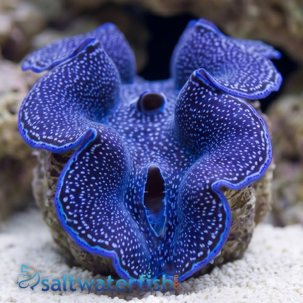 Squamosa Clam Blue - Aquacultured
