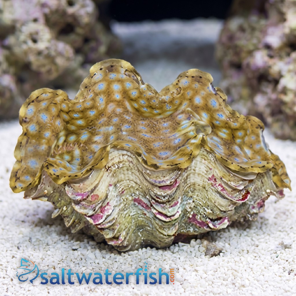 Squamosa Clam Ultra - Aquacultured
