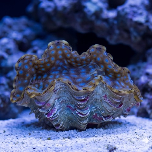 Squamosa Clam Ultra - Aquacultured