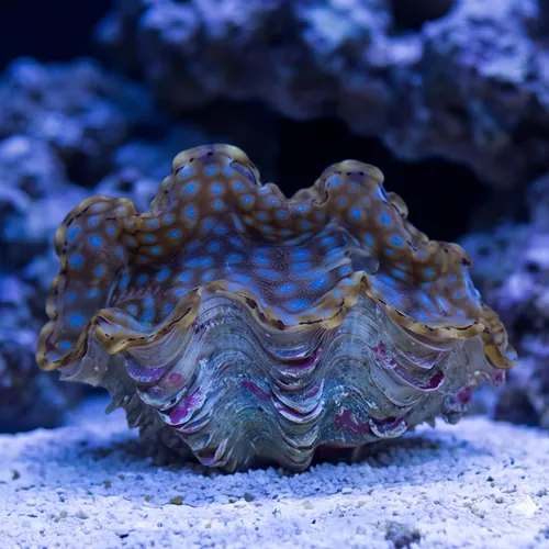 Squamosa Clam Ultra - Aquacultured