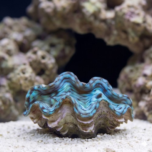 Squamosa Clam Blue/Green - Aquacultured