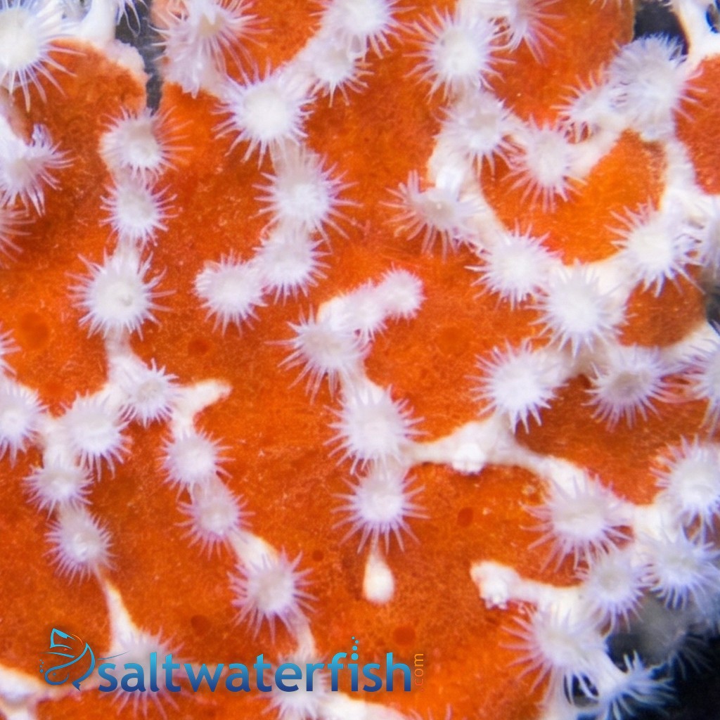 Spider Sponge: Orange - Australia