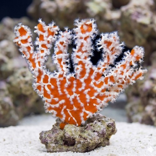 Spider Sponge: Orange - Australia