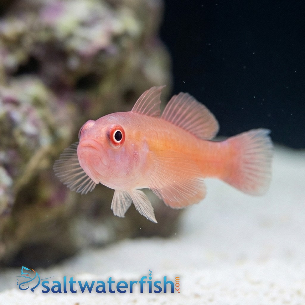 Ring Eye Pygmy Goby