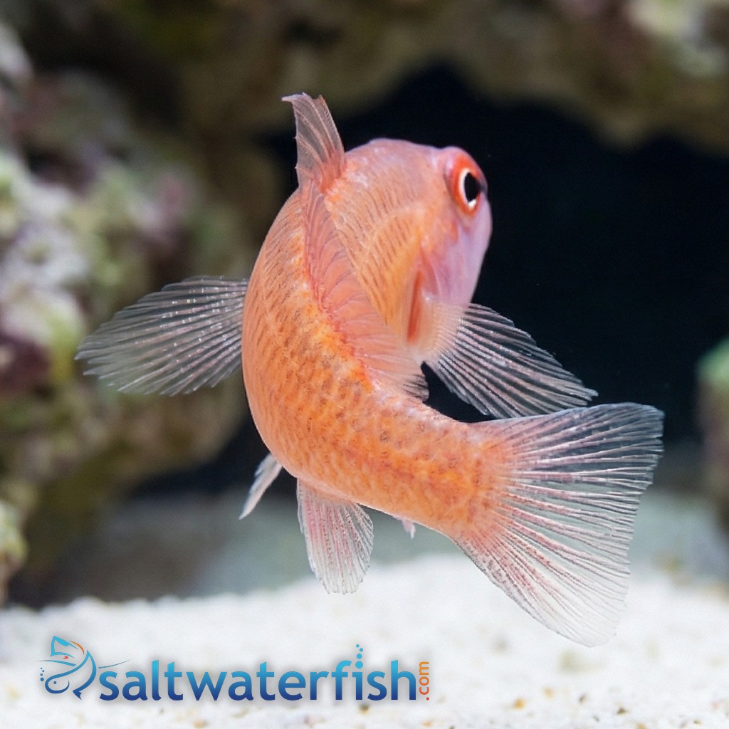 Ring Eye Pygmy Goby