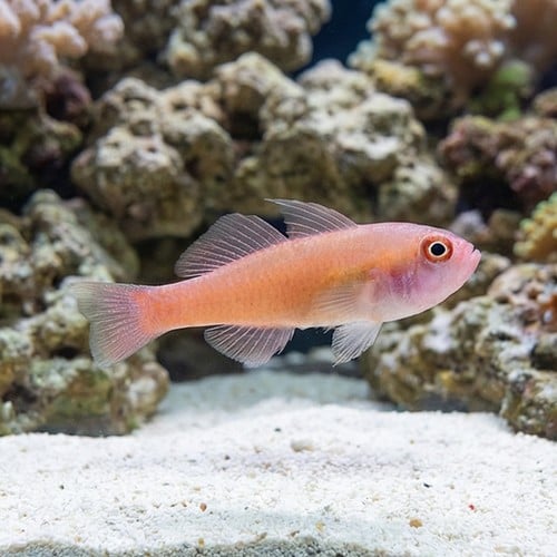 Ring Eye Pygmy Goby