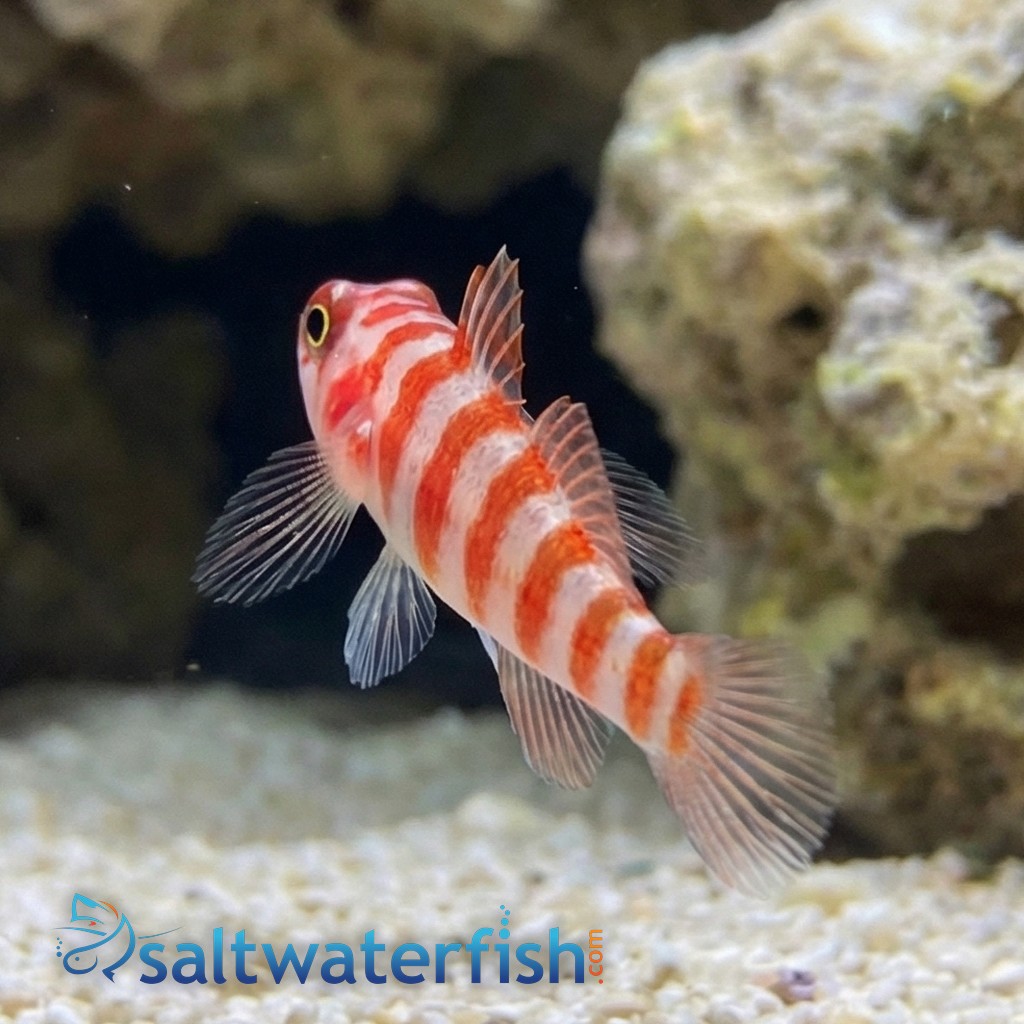 Candy Cane Pygmy Goby