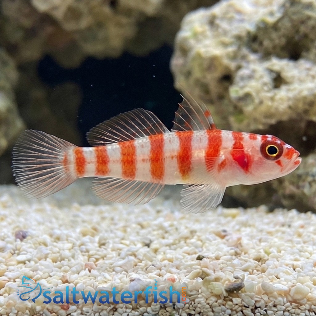 Candy Cane Pygmy Goby