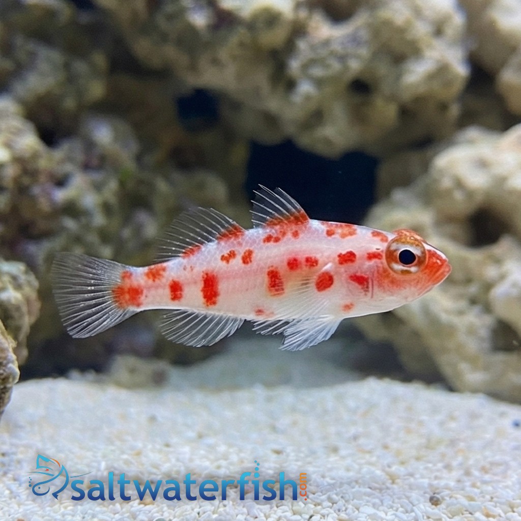 Red Spot Trimma Goby