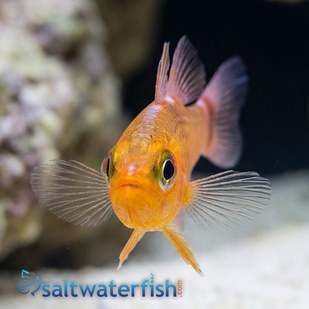 Blue-Stripe Cave Goby