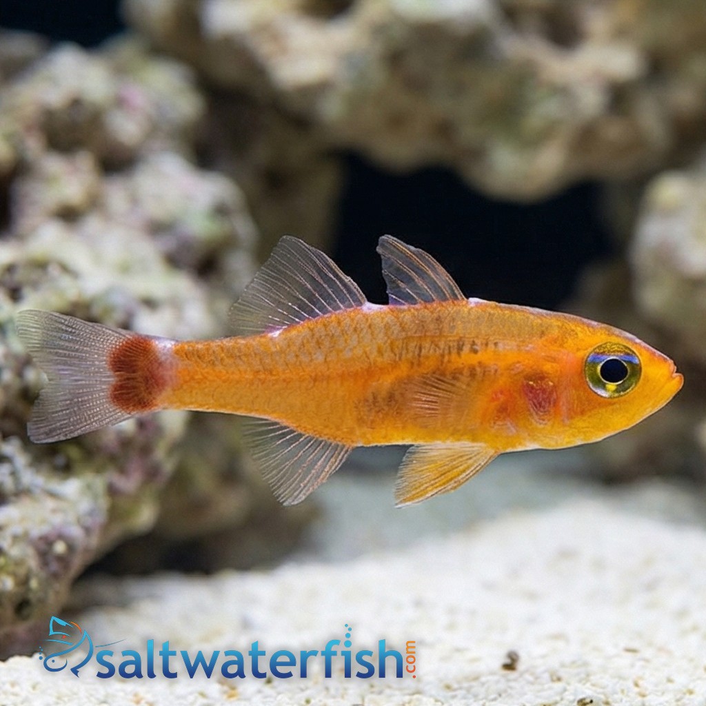 Blue-Stripe Cave Goby