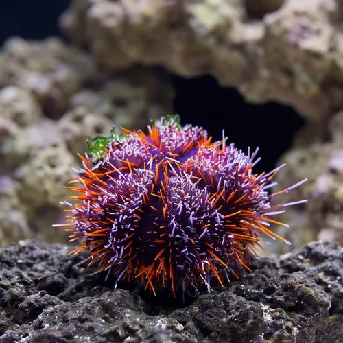 Halloween Collector Urchin - South Pacific
