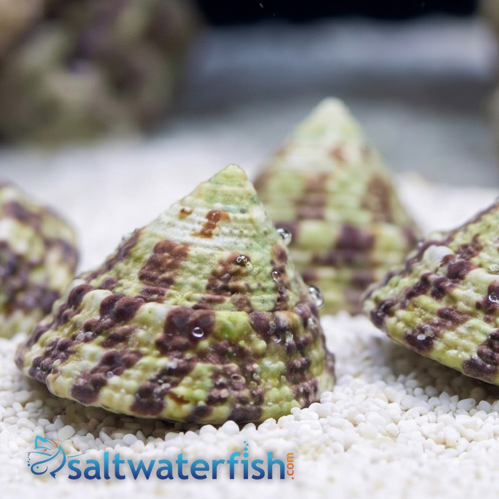 Banded Trochus Snail