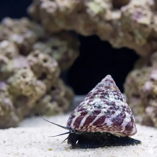 Banded Trochus Snail