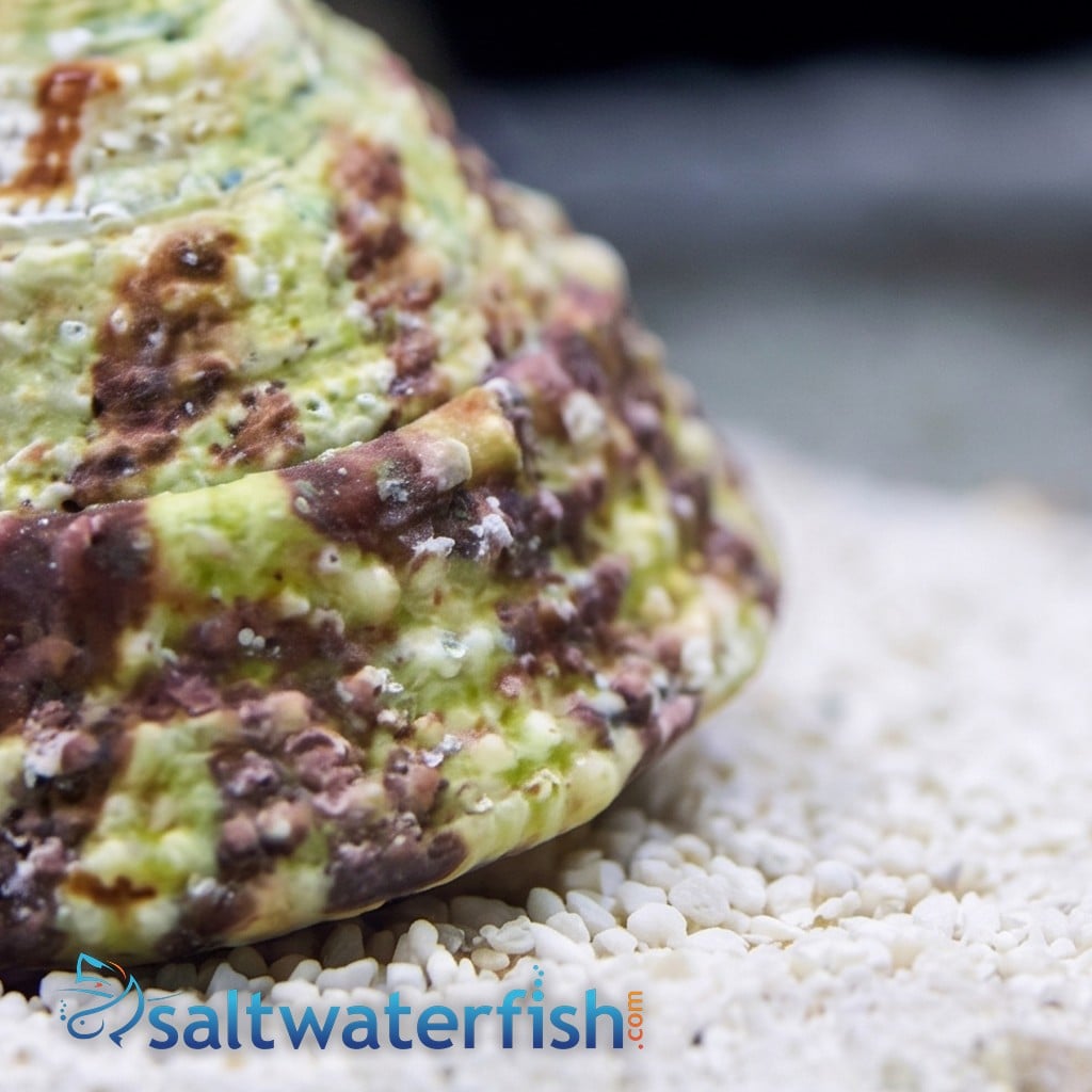 Trochus Snail : Black and White