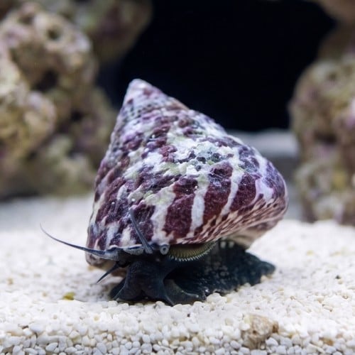 Trochus Snail : Black and White